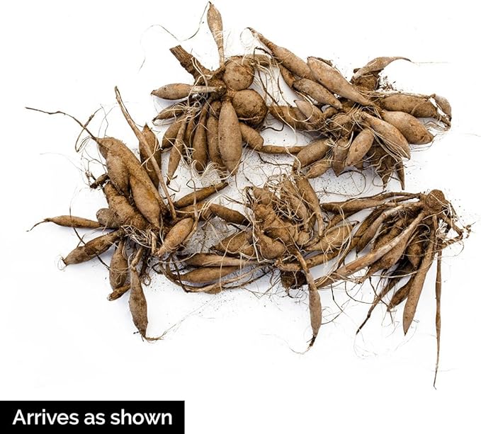 Direct Gardening - Summer Flowering Multi-Colored Dinnerplate Dahlia Mixture - 5 Dormant Bare Root Tubers per Offer