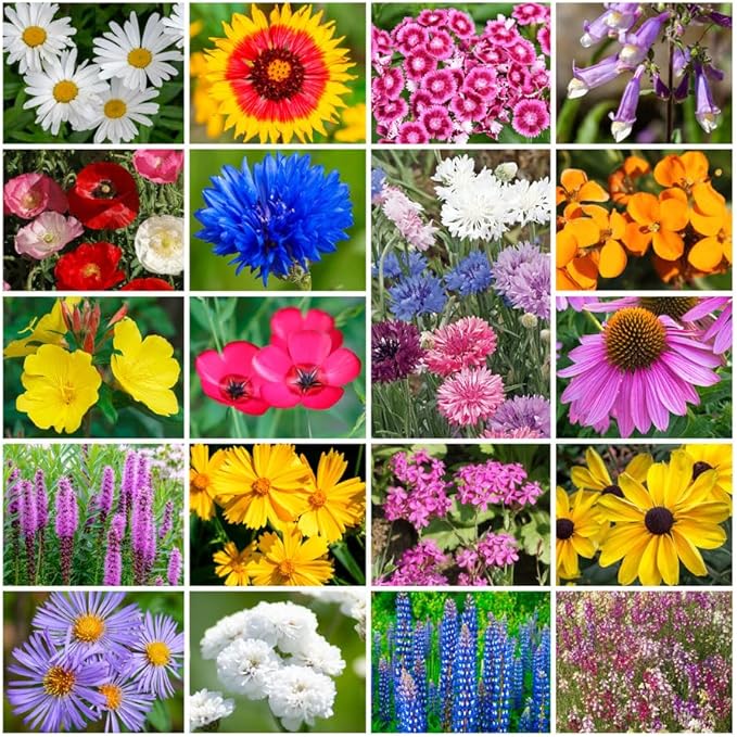 Park Seed Grow Your Own Vibrant Annual and Perennial Wildflower Garden Seeds Mixture, Easy to Grow Varieties for Pollinators and Spring Gardens - Northeast Regional Mix, 1/4 lb