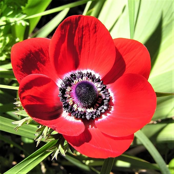 Votaniki Anemone Giant His Excellency (Windflowers) - Hardy Perennial & Attracts Pollinators, Striking Red Anemone Bulbs for Planting | Spring Flower Bulbs - Easy to Grow (12 Pack)