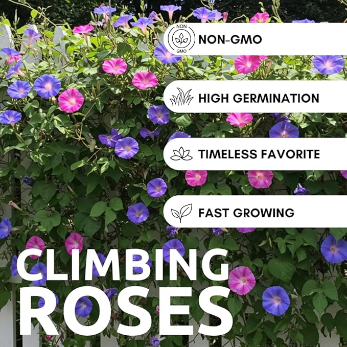 Mixed Color Tall Morning Glory Climbing Vine | 150 Seeds to Plant | Beautiful Flowering Vine. Vibrant Bright Blue, Pink & Purple Blooms | Fast-Growing