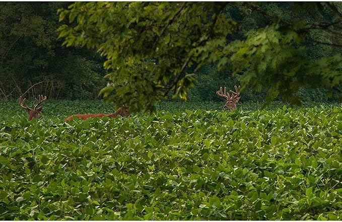 Evolved Harvest Throw & Gro No-Till Forage for Deer - Easy-to-Plant Fast-Growing Food Plot Seeds, 5 Lbs (Pack of 3)