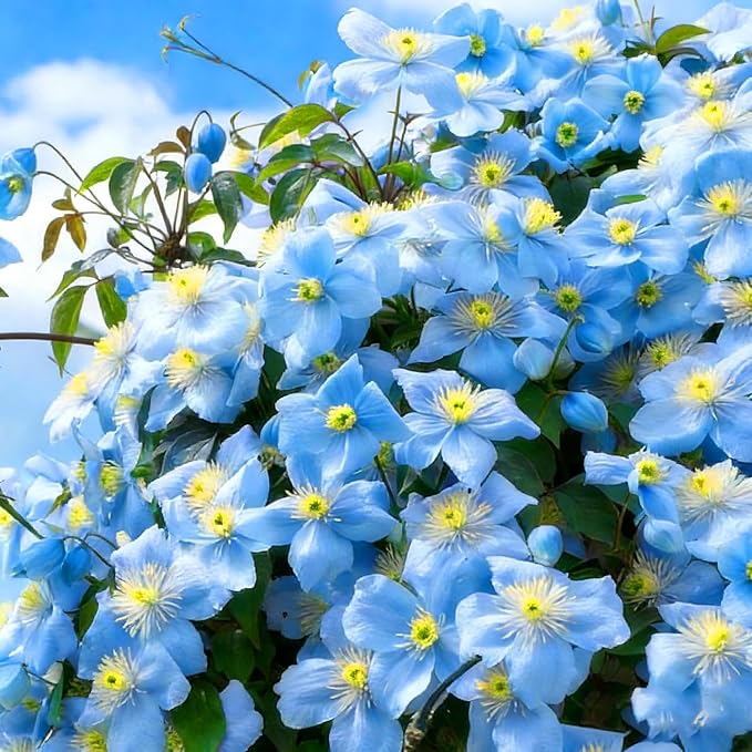 48+ Clematis Climbing Flower Seeds, Heirloom Perennial Vine for Trellis & Arbor, Butterfly & Pollinator Friendly, Ornamental Garden