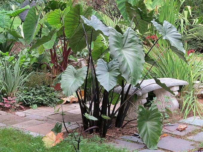 30pcs Purple Colocasia Seeds – Rare Elephant Ear Plant for Planting, Bold Tropical Foliage, Easy to Grow Indoors or Outdoors, Decorative Garden Plant for Pots, Borders & Landscapes