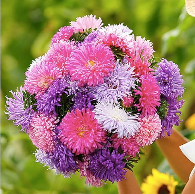China Asters Seeds - Mixed Single Asters