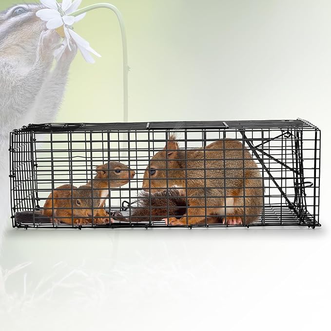 Qualirey 1 Pcs Humane Squirrel Trap Heavy Duty Live Animal Chipmunk Catch and Release Rat Trap for Outdoor Small Animals Mouse Raccoon Stray Cat Rodent Weasels (Black)