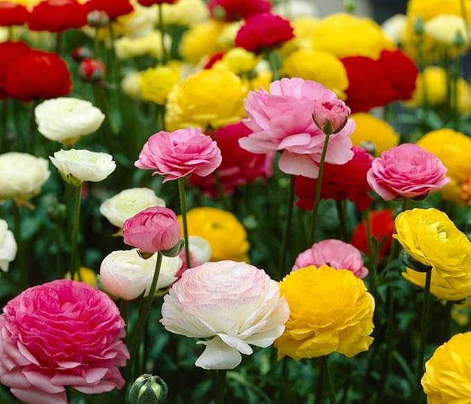 10PCS Mixed Color Yellow/Red/Pink/Purple/White MulticoloredRanunculus Bulbs Double Buttercups Spring Rose Bulb Wedding Flower Bulbs (10, Mix Color 2)