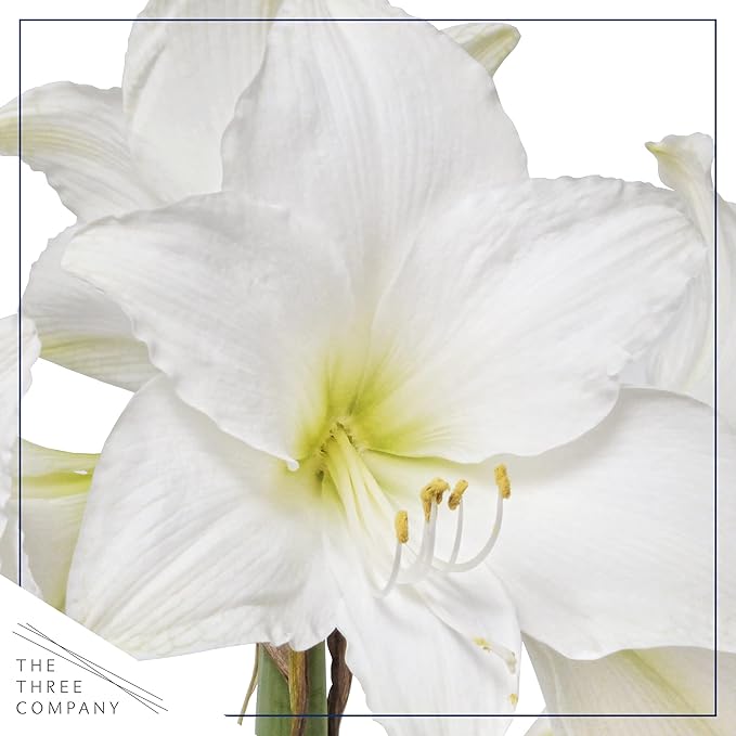 Waxed Amaryllis Bulb - Red Wax, White Blooms - Easy Care - No Watering Needed! Beautiful Live Décor!