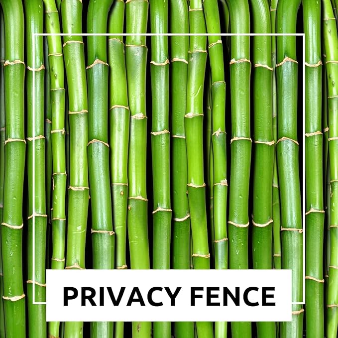 300+ Giant Bamboo Seeds for Planting - Exotic and Fast Growing Windbreak or Privacy Screen - Rapid-Growing Bamboo - Tall, Tropical Style