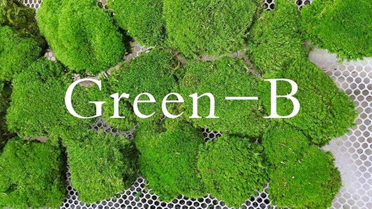 Preserved Pole Moss Pillow Bun Cushion Natural Decorative Real Natural Green DIY Kit Terrariums Gardenning Art Wall Decor Florist Decor Easter Table Decor Wedding(6.0 sq.ft., Green-B)