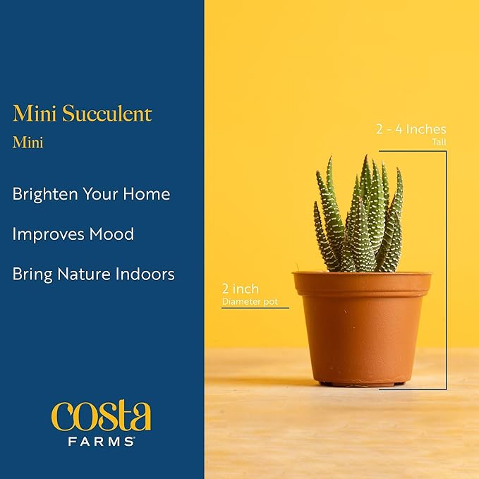 Costa Farms Mini Succulent Live Plants in Decorative Pots, Easy to Maintain Indoor Succulents, Houseplants for Home or Office Decor, House Warming or Party Favors, 2-3.5 Inches Tall, Pack of 48