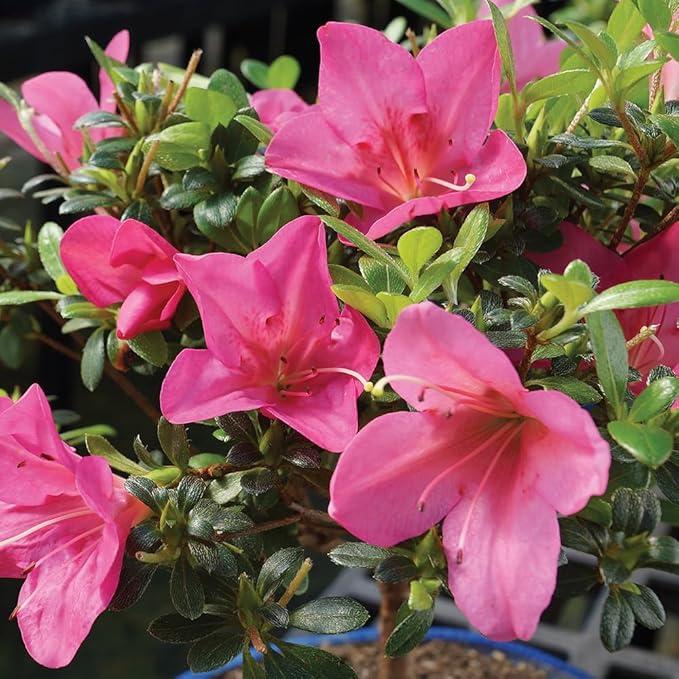Brussel's Live Satsuki Azalea Outdoor Bonsai Tree - Complete Gift Set - 5 Years Old; 6" to 8" Tall with Decorative Container, Humidity Tray, Deco Rock, Bonsai Pro Fertilizer & Book