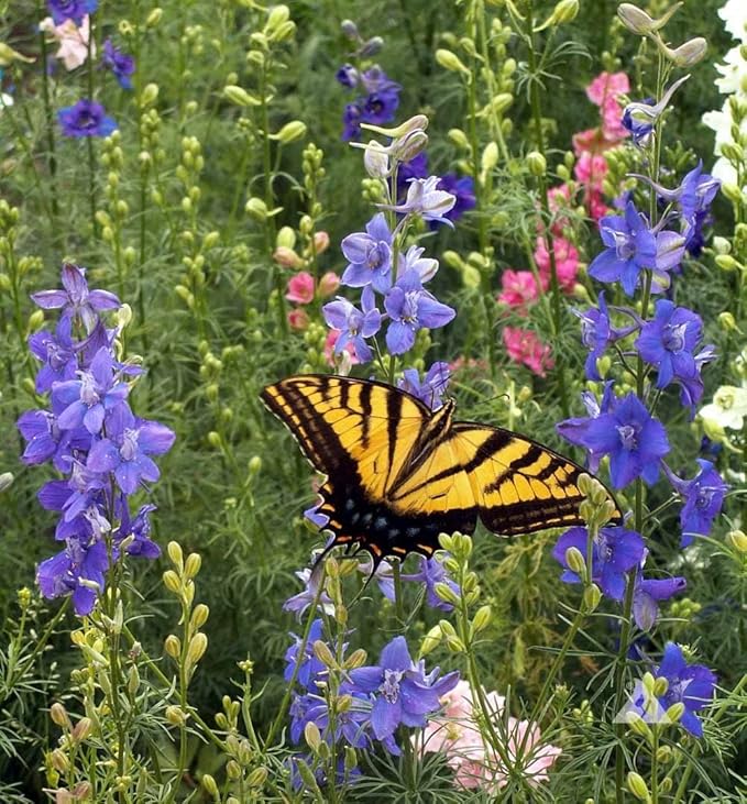 Bentley Seeds Grow with Us Pre Filled Butterfly Mix Seed Packets - 25 Individual Assortment Butterfly Mix Seed Packs for Party Favors Non-GMO Eco-Friendly Summer to Fall Gift - Outdoor Garden Seeds