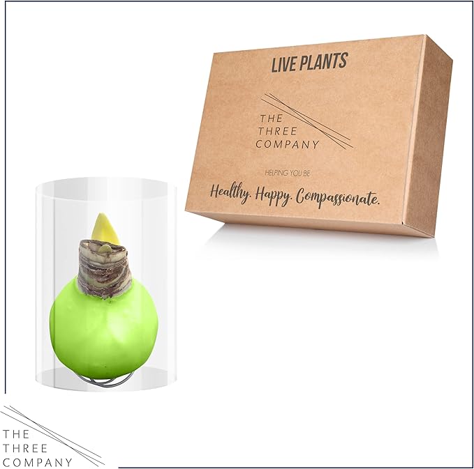 Waxed Amaryllis Bulb - Lime Green Wax, White Blooms - Easy Care - No Watering Needed! Beautiful Spring Décor