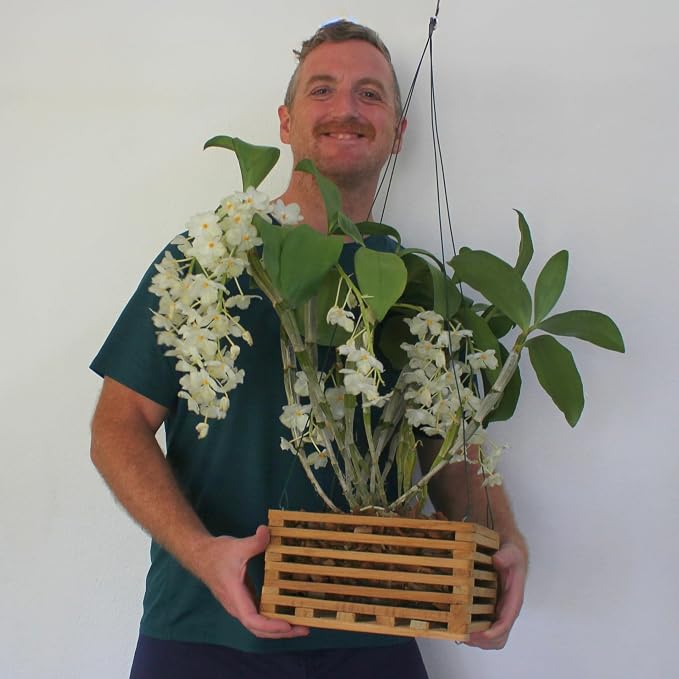 Orchid Basket Making Kit for 3 Strong 10 Inches Wide Wooden Hanging Orchid Baskets for Outdoors with Hangers, for Orchids, Staghorn Ferns, Handmade Rustic Wood Vanda Baskets, Staghorn Fern Mount