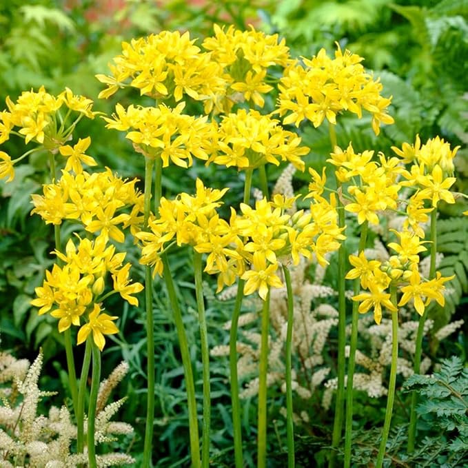 Votaniki Allium Moly Bulbs - Long Lasting Blooms, Allium Moly (Lily Leek) | Golden Yellow Perennial Flowering Bulbs for Summer & Spring Gardens, Easy to Grow (200 Pack)