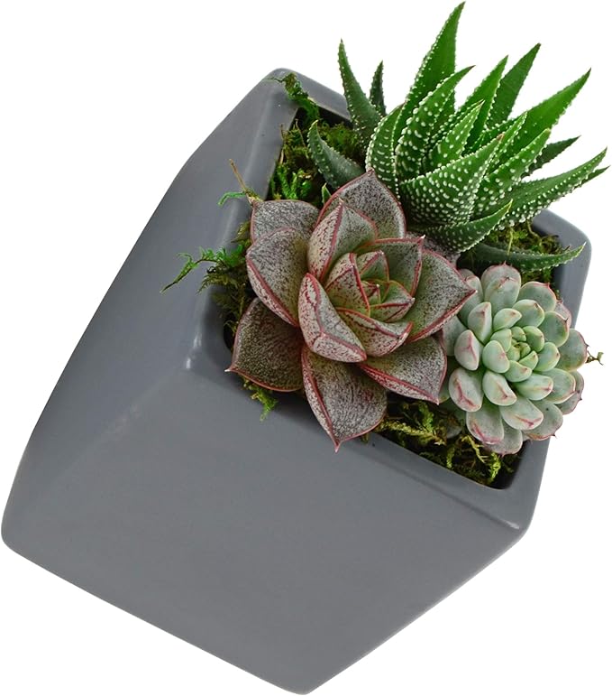 Arcadia Garden Products WP18 Small Cube Wall Planter 3-Pack Gray, Dark Grey