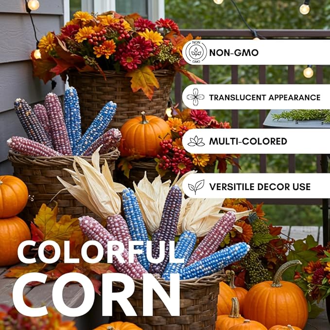 100 Glass Gem Indian Corn Seeds for Planting - Vibrant Translucent Kernels - Grown in Iowa - A Must Have!