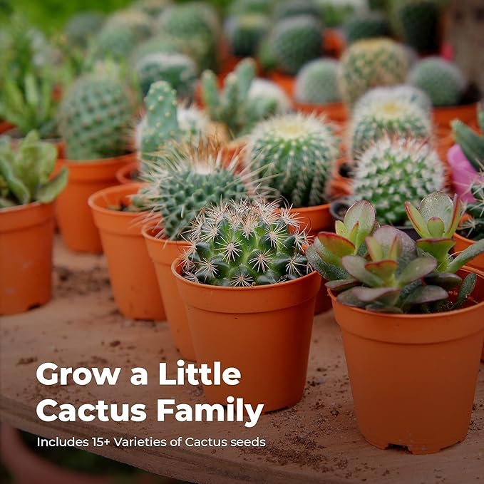 Cactus Kit Grow Your Own Cactus Seeds Starter Kit | Plants, Seeds & Bulbs | Easily Grow Beautiful Varieties of Cactus Plants with Complete Beginner Indoor Cacti Kit – House Plant - Men Women Gifts