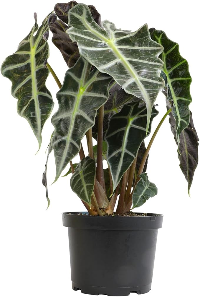 Alocasia Amazonica Polly Elephant Ear Plant in 6" Pot, Office Desk Decor, Easy Care Houseplant for Home or Office, Popular Decorative Houseplants by Plants for Pets