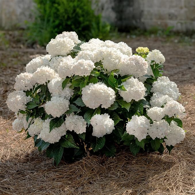 Endless Summer 1 Gal. Dream Cloud Hydrangea Shrub