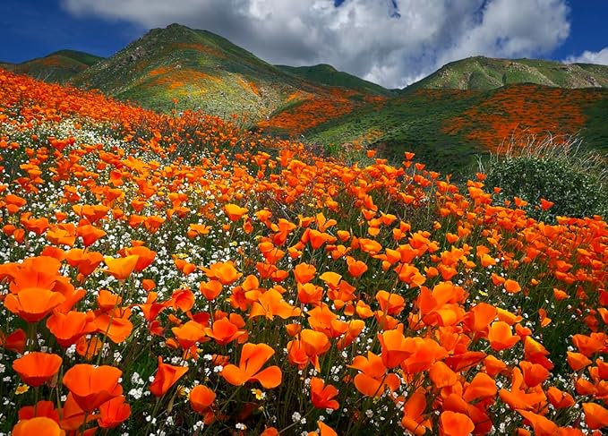 4000 Golden California Poppy Seeds - State Flower, Golden Orange Poppy, Re-Seeds