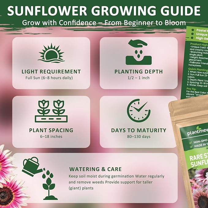 200+ Strawberry Pink Sunflower Seeds – Rare Pink Ornamental Blooms, Open Pollinated, Easy to Grow Flower Seeds for Garden, Outdoor Planting & Landscaping 0.35 Oz