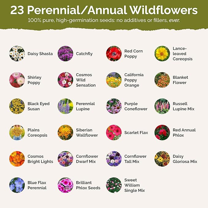 Eden Brothers Delaware Wildflower Mixed Seeds for Planting, 1/4 lb, 120,000+ Seeds with Sweet William, Candytuft | Attracts Pollinators, Plant in Spring or Fall, Zones