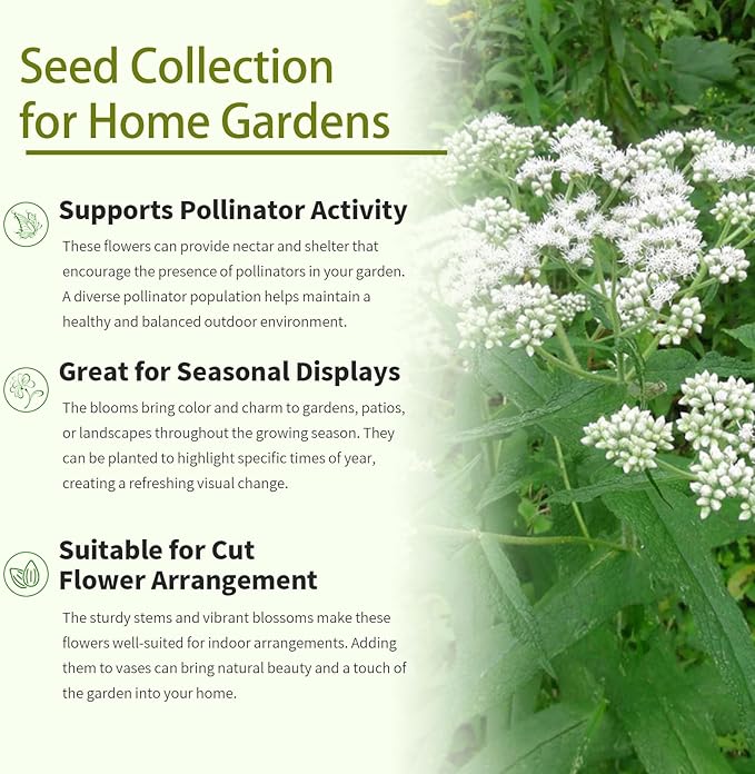 Boneset Seeds Packets - Suitable for Garden Beds and Pots