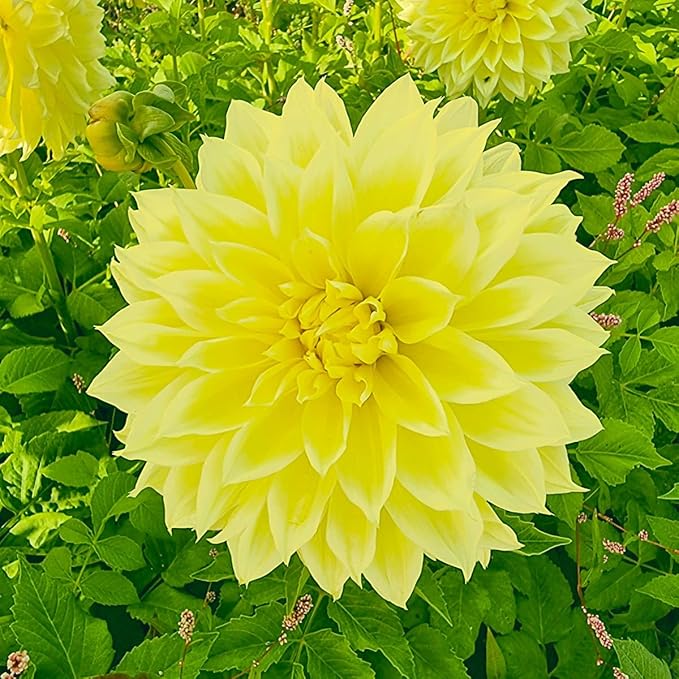 Direct Gardening - Summer Flowering Multi-Colored Dinnerplate Dahlia Mixture - 5 Dormant Bare Root Tubers per Offer