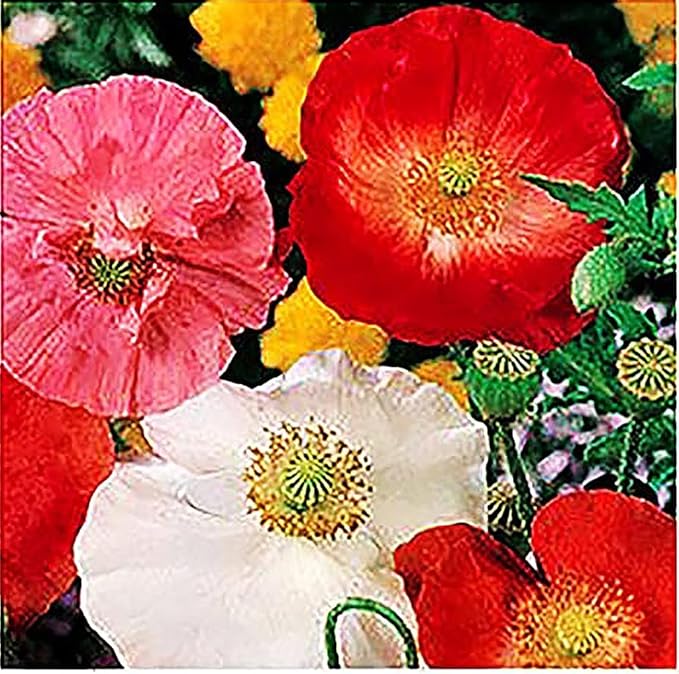 3000 Mixed California Poppy Seeds - State Flower, Golden Orange Poppy, Re-Seeds