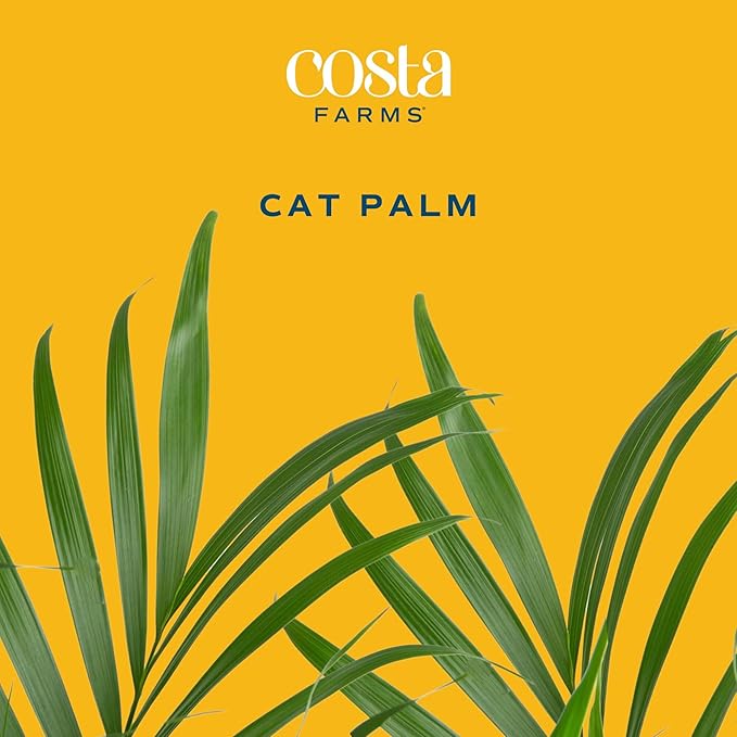 Costa Farms Cat Palm Live Plants in Decorative Pot, Large Indoor Houseplant, Perfect for Home, Room, or Office Decor, Great House Warming or Birthday Gift, 3-4 Feet Tall, Pack of 2