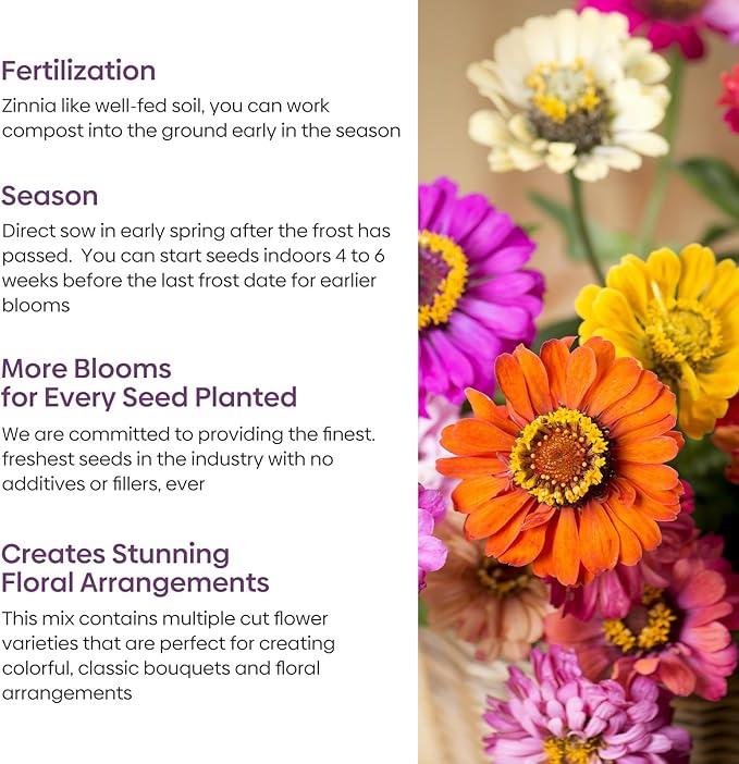 Groundio Zinnia Seeds Mix, 1 Oz, Over 3,000 Flowers Seeds, 5 Varieties (Pink, Yellow, Orange, White, Purple), Mixed Colors and Large Blooms,Open Pollinated - Bulk