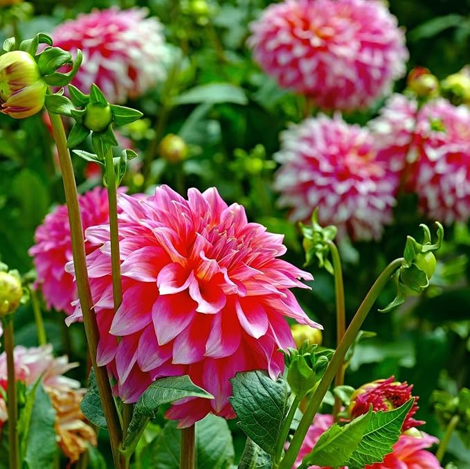 Carpet 400+ Mixed Dahlia Seeds for Planting, Colorful Perennial Heirloom Dahlia pinnata, Long Blooming Cut Flowers for Garden Beds, Borders and Containers