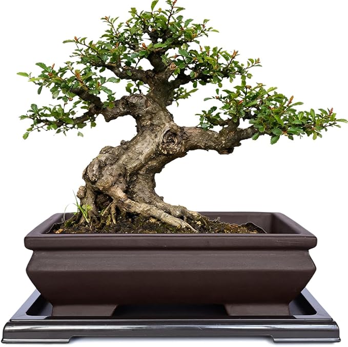 MUZHI Unglazed Ceramic Bonsai Pot with Drainage Tray, Rectangle Vintage Brown Bonsai Planter with 4 Raised Feet for Juniper Maple, Succulent Planter Pot with Drip Tray (Elegant Rectangle)