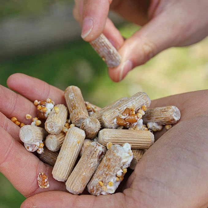 North Spore Organic Red Reishi Outdoor Mushroom Log Growing Kit | Includes 100 ct. Bag of Plug Spawn | Complete Log Starter Kit with Instructions | Handmade in Maine, USA