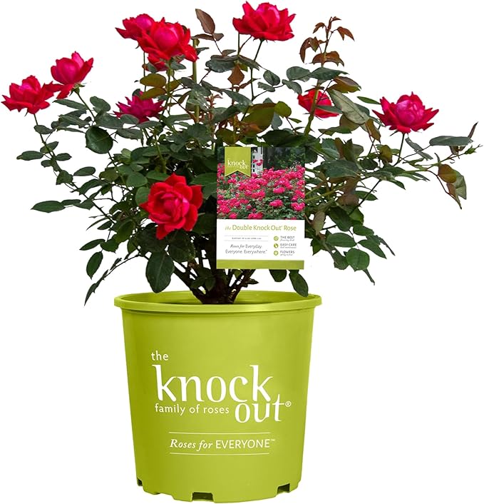 Root 98 Warehouse Knockout Double Red Rose, 1g
