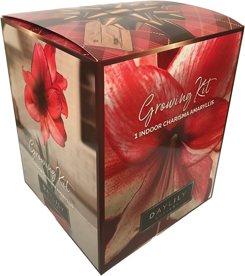 Amaryllis Charisma Holiday Gift Growing Kit. Includes: Big Charisma Bulb, Plastic Pot and Saucer, and Professional Growing Medium…