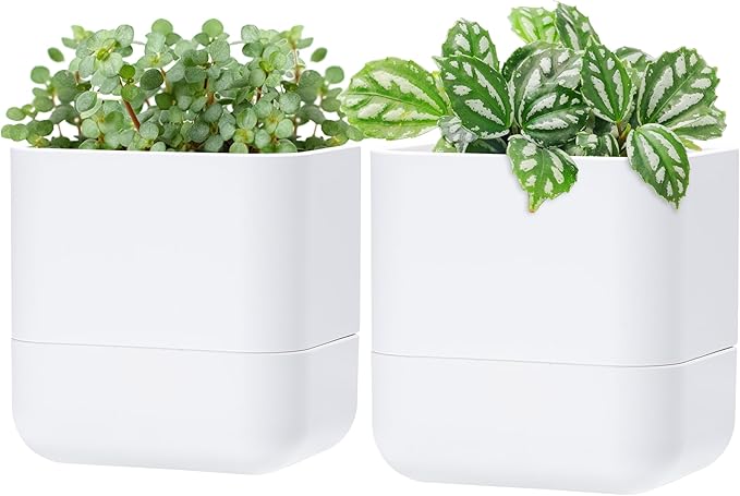 Phoenix Vine 6.5 Inch Wall Mounted Self-Watering Planter Pot for Indoor Houseplants and Herbs | Hanging Planter for Window Sills, Bathroom Walls, Home & Office Décor, White, Set of 2, 01-C-D-2
