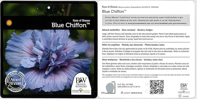 Green Promise Farms Hibiscus syr. `Blue Chiffon` (Rose of Sharon) Shrub, 3 Size Container