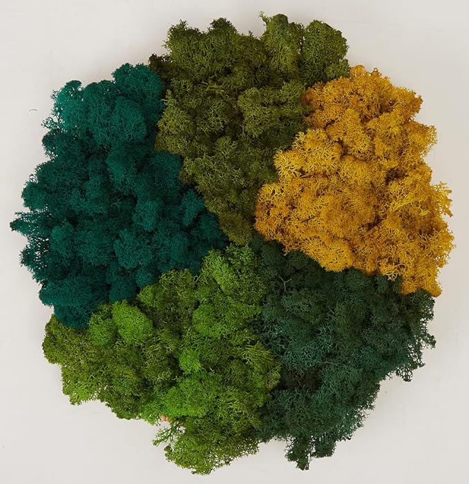 Preserved Reindeer Moss Natural Green DIY Kit Gardenning Art Wall Decor Florist Decor Easter Table Decor Wedding