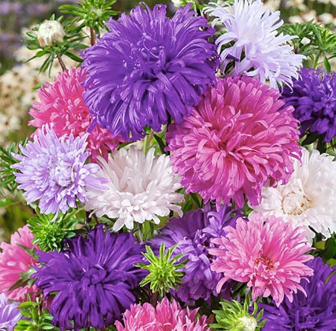 China Asters Seeds - Mixed Single Asters