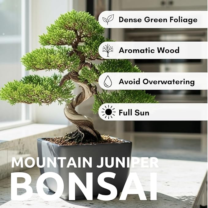 30 Mountain Juniper Bonsai Tree Seeds – Highly Prized, Collector’s Favorite, Easy-to-Grow Miniature Juniper Trees for Home, Garden & Bonsai Enthusiasts