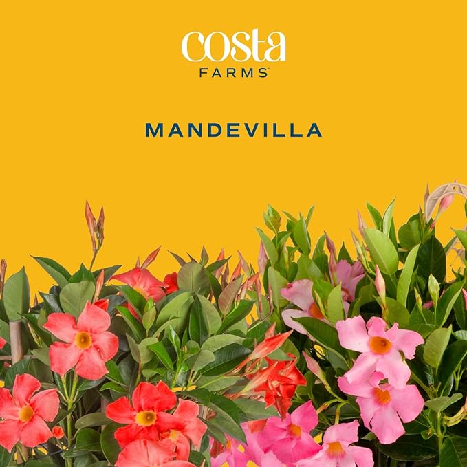 Costa Farms Live Mandevilla Outdoor Plants (4-Pack), Pink Flowering Vines in 1.5 Pint Pots, Tropical Perennial for Patio, Trellis & Balcony Decor, Pollinator Friendly, 12-14 Inches Tall
