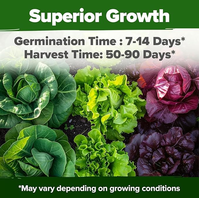 HOME GROWN Lettuce Seeds 8 Variety Mix 9000+ Bulk Pack Heirloom Non-GMO High Germination, Romaine, Bibb, Buttercrunch, Leafy Greens, Indoor Outdoor Hydroponic Garden, Cut & Come Again (Lactuca sativa)