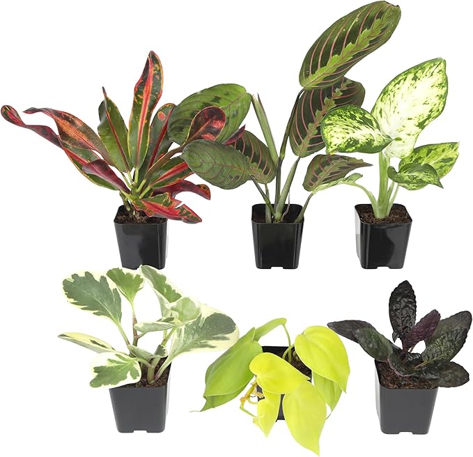 Tillandsia Air Plants Live Indoor Plants (75 Pack), Air Plants Bulk Party Favors or Wedding Favors Live Plants, Air Plant Lover Gifts, DIY Terrarium Kit, Air Succulents Plants Live by Plants for Pets