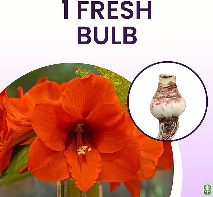 Orange Sovereign Amaryllis Bulb – Large Bulb for Planting, 4-8 Blooms, 16–24" Tall – Elegant Indoor & Outdoor Plant – Ideal for Seasonal Decor – Low-Maintenance Amaryllis Bulb (Not in Wax)