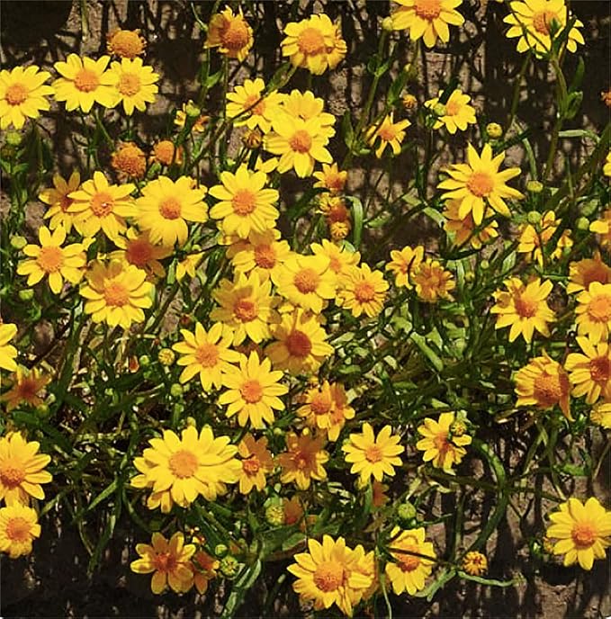 1200 Goldfields Seeds - Carpet of Low Growing Yellow Daisy Type of Wildflower for Sandy and Dry Clay Soils