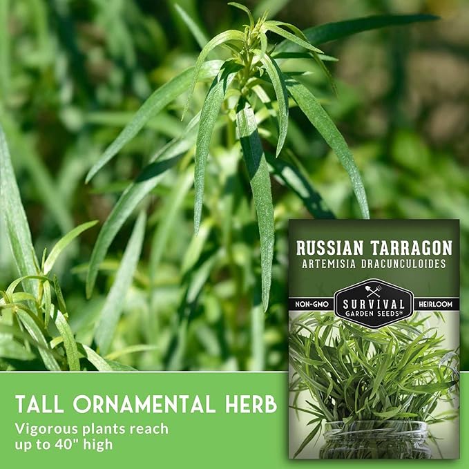 Russian Tarragon Seeds for Planting - Plant & Grow Big Flowering Herbs in Your Home Vegetable Garden - Non-GMO Heirloom Variety - Survival Garden Seeds (3 Packs)
