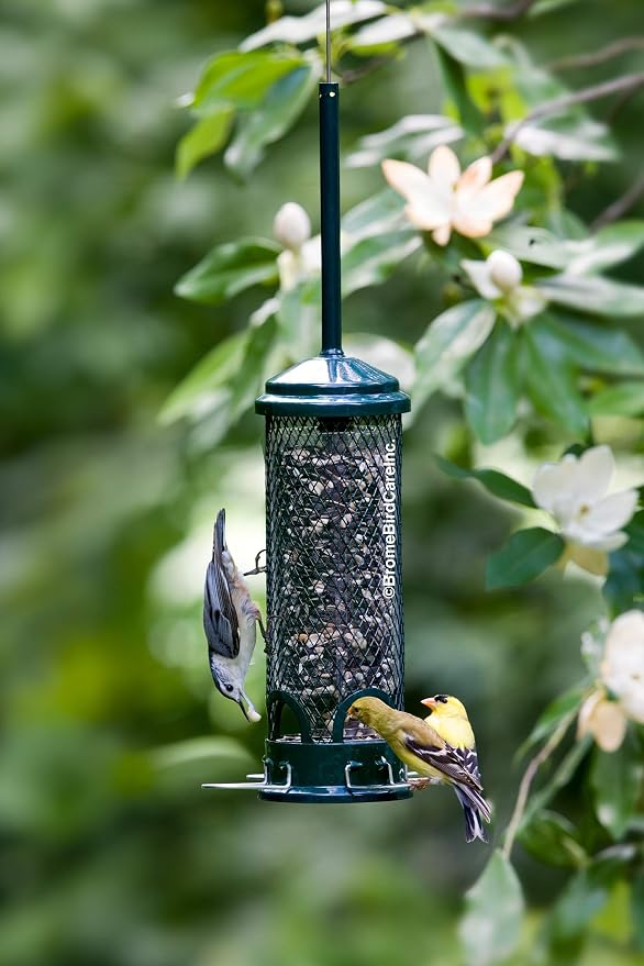 Squirrel Buster Mini Squirrel-Proof Bird Feeder w/4 Metal Perches, 0.98-Pound Seed Capacity & Wagner's 62034 Greatest Variety Blend Wild Bird Food, 6-Pound Bag