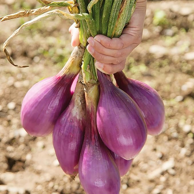 200 Gray French Shallot Seeds | Premium Non-GMO Heirloom Vegetable Seeds Tasty Sweet Fast-Growing French Red Shallot to Plant Home Garden